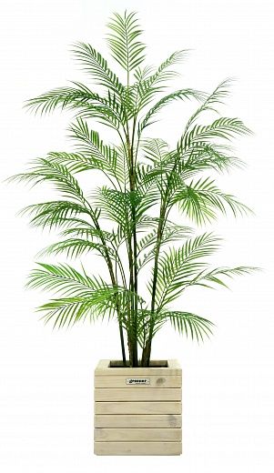 Elbay date palm 160 cachepot Dekollete Roca Cube 30