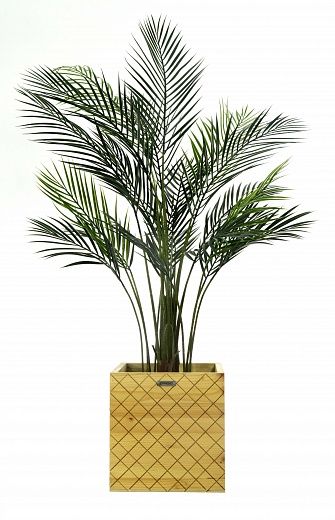 Date Palm Kariba Cachepot Dekollete Gurido 30