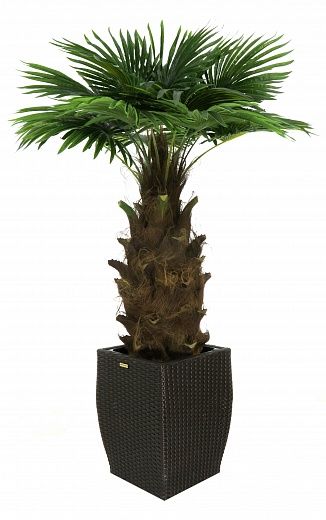 Washingtonia Hanan Cachepot Dekollete Rattan Cone 50