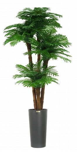 Date palm Cherry cachepot Dekollete Serso 46