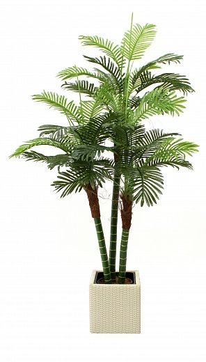 Date Palm Aragon Cachepot Dekollete Rattan 32