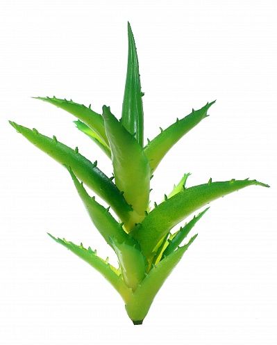 Aloe Shelf