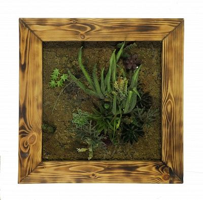 Phytopanno Agave Mexico available to order 2 pieces