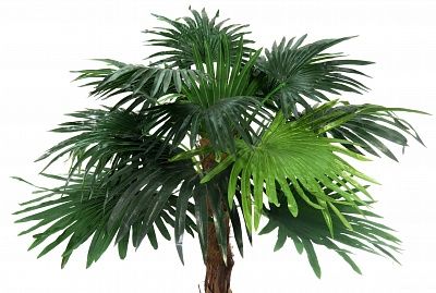 Palm Washingtonia Meknes available to order 1 piece