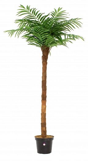 Tuli date palm Q