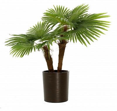 Washingtonia Karo Cachepot Dekollete Clasico 30