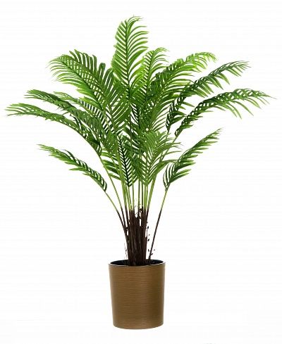 Date palm Bizerte cachepot Dekollete Clasico 30 Eco available to order 1 piece