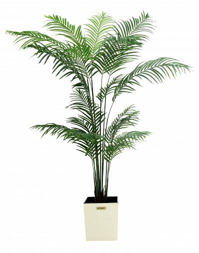 Date Palm Monastir 240 cachepot Dekollete Clasico 30