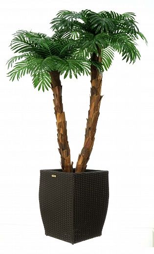 Palm Linara cachepot Dekollete Rattan Cube 32