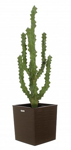 Cactus Ridge Cachepot Dekollete Clasico 30 available to order 1 piece