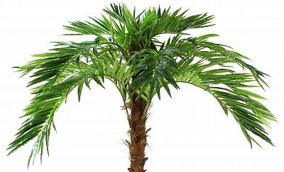 Mergui date palm