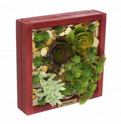 Phytopanno succulent Raul available to order 1 piece