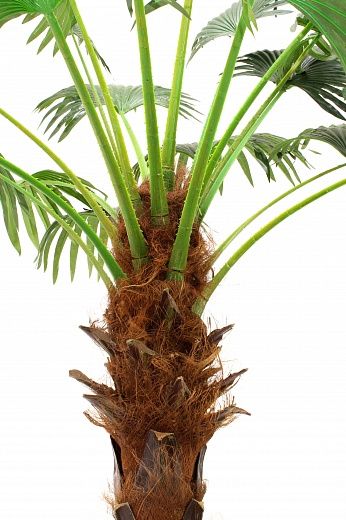 Washingtonia Ranchi