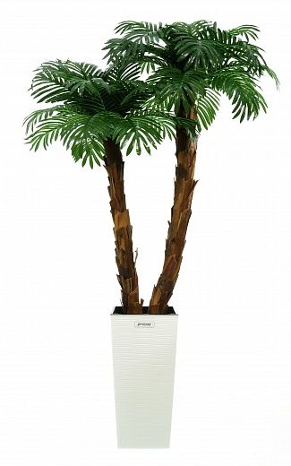 Palm Linara cachepot Dekollete Kuno 57