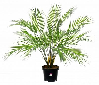 Palm Ayora Tres