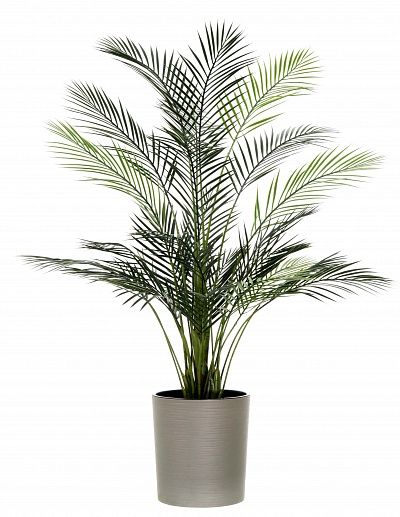 Date Palm Kariba 150 cachepot Dekollete Clasico 30 Eco