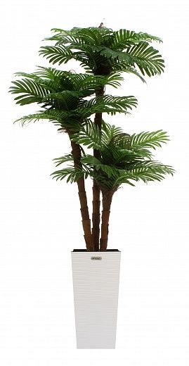 Date palm Avalon cachepot Dekollete Kuno 46