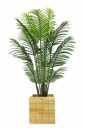 Date palm Madia cachepot Dekollete Chess 30 color