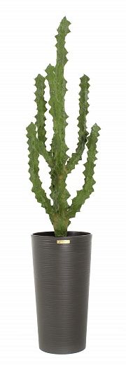 Cactus Ridge Cachepot Dekollete Serso 46 available to order 1 piece