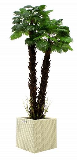 Palm Washingtonia malida cachepot Dekollete Rattan Cone 50