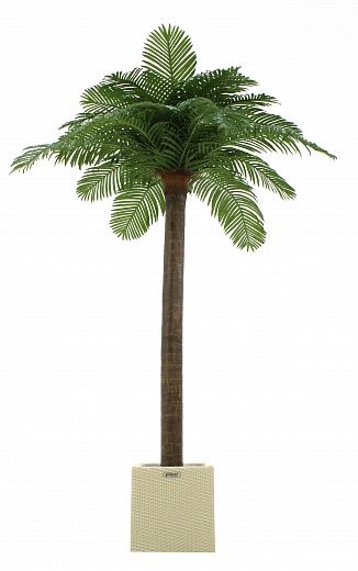 Date Palm Eskel Cachepot Dekollete Rattan Cone 50