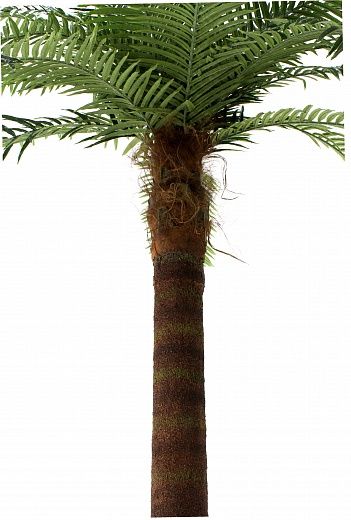 Date palm Gial