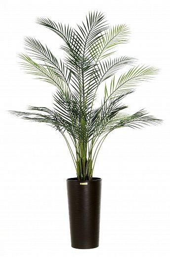 Date palm Kariba 150 cachepot Dekollete Serso 46