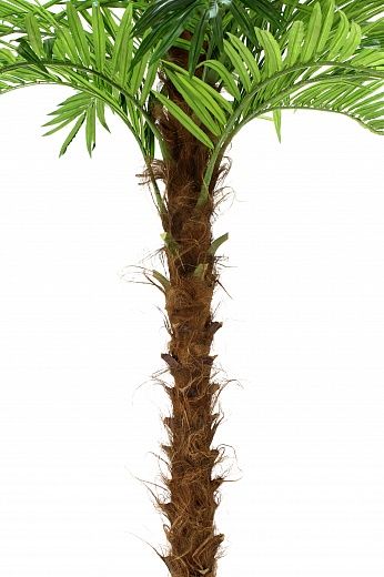 Mergui date palm