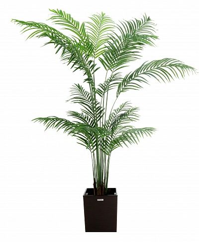 Date Palm Monastir 240 cachepot Dekollete Clasico 30