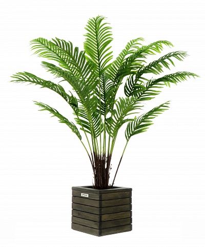 Date palm Bizerte cachepot Dekollete Roca Cube 30 available to order 1 piece