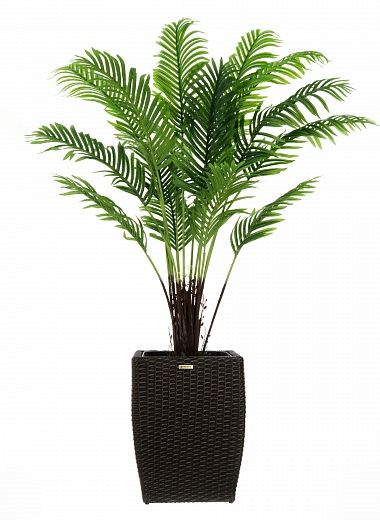 Date palm Bizerte cachepot Dekollete Rattan Cube 32 available to order 1 piece