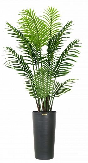 Date palm Madia cachepot Dekollete Serso 46