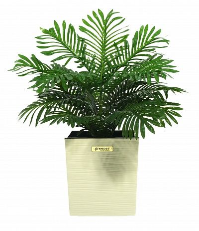 Date palm Baura cachepot Dekollete Clasico 30