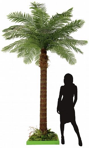 Date palm Gial