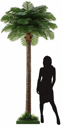 Date palm Asplay