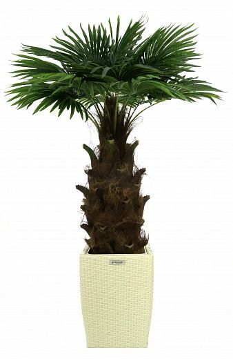 Washingtonia Hanan Cachepot Dekollete Rattan Cone 50