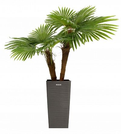 Washingtonia caro cachepot Dekollete Cubico 46