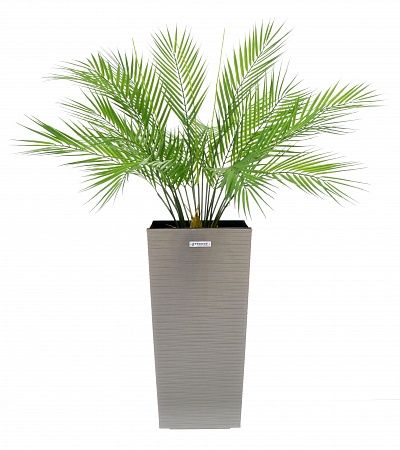 Palm Ayora Tres cachepot Dekollete Kuno 46 Eco