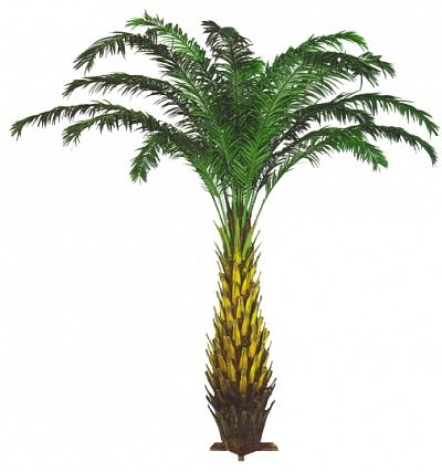 Date palm Devon