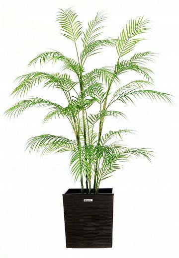 Elbay date palm cachepot Dekollete Clasico 30