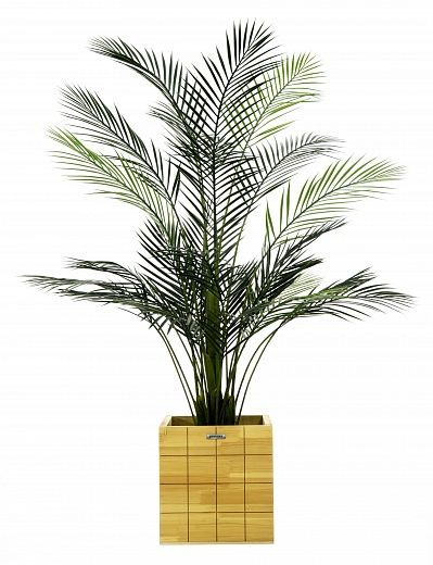 Date palm Kariba 150 cachepot Dekollete Chess 30