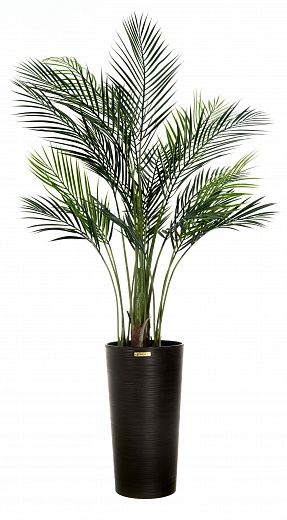 Date palm Kariba cachepot Dekollete Serso 46