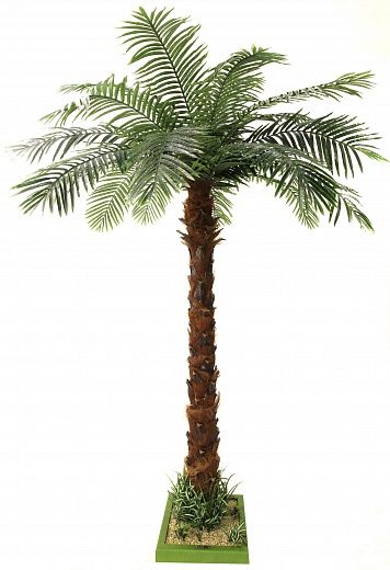 Bocaro date palm