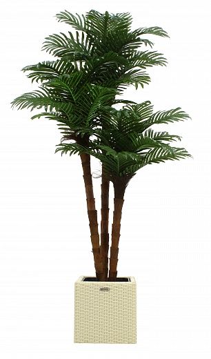 Date palm Atwood cachepot Dekollete Rattan Cube 32