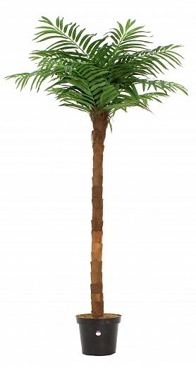 Tuli date palm Q