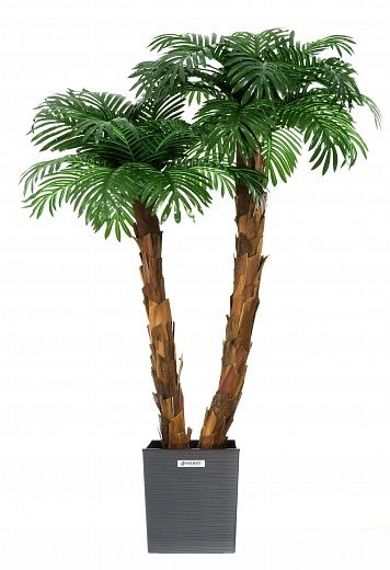 Palm Linara cachepot Dekollete Clasico 30