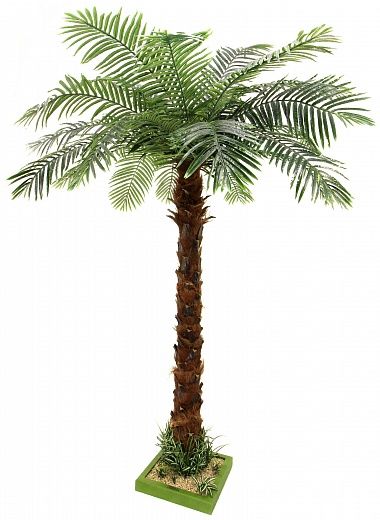 Bocaro date palm