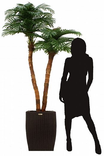 Date palm Amara cachepot Dekollete Rattan Cone 50