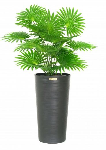 Palm Washingtonia Vittoria cachepot Dekollete Serso 46