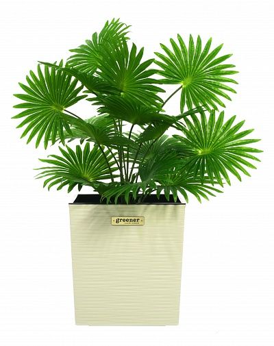 Palm Washingtonia Vittoria cachepot Dekollete Clasico 30